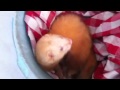 EPIC blonde ferret licks his own balls