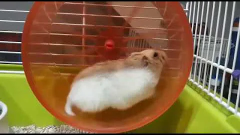 Perché i criceti vanno nella ruota?