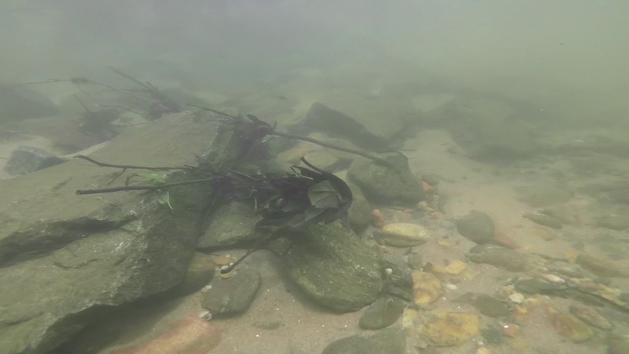 Foraging On Rocks Edited Video 70: School of Stonerollers foraging on rocks - YouTube