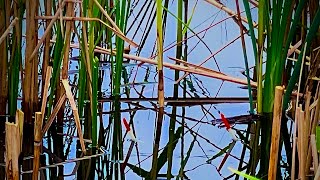 Рибалка на КАРАСЯ в РОГОЗІ🌾🌾🌾 на Поплавок ПЕРО🪶🪶 клює в заброс 🎣