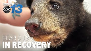 Bear cub pulled from tree is doing well, paired up with another orphan