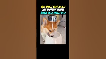 출근하면서 항상 댕댕이에게 미안했던 집사! CCTV 보고 빵터진 이유가...?