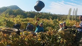 Работа на виноградниках в Крыму (Crimea, picking graips GO PRO 6) Сбор винограда, Массандра 2020