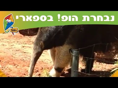 וִידֵאוֹ: דוב נמלים פיגמי - תושב דו-אצבעות ייחודי במרכז ודרום אמריקה