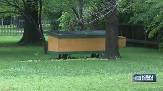 Bobcat or a mountain lion? Wichita couple questions loss of chickens