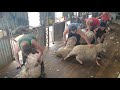 Shearing In Qld 2019