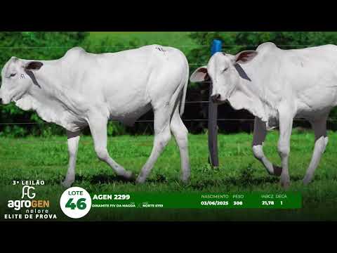 LOTE 46