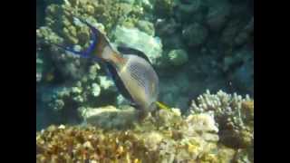 MPEG0002.AVI