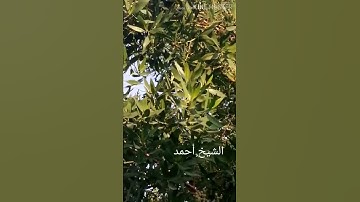 الآية 59 من سورة الأنعام. #العراق #بغداد