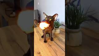 видео: ТАКОГО НЕ ОЖИДАЛ #funny картинка: ТАКОГО НЕ ОЖИДАЛ #funny