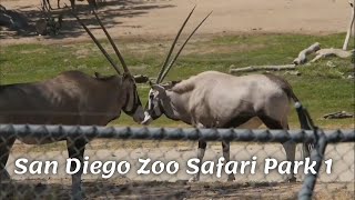 San Diego Zoo Safari Park part 1 | Travel vlog