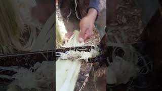 abaca plants process