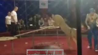 Caught On Video: Lion Slashes Girl's Face At Circus In Russia by surprising but true 38,856 views 5 years ago 1 minute, 29 seconds