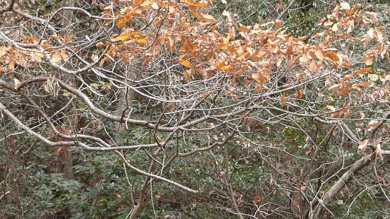 木の葉の擦れる音