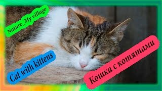 Кошка с котятами | Nature_My village Кошка с котятами | Nature_My village
