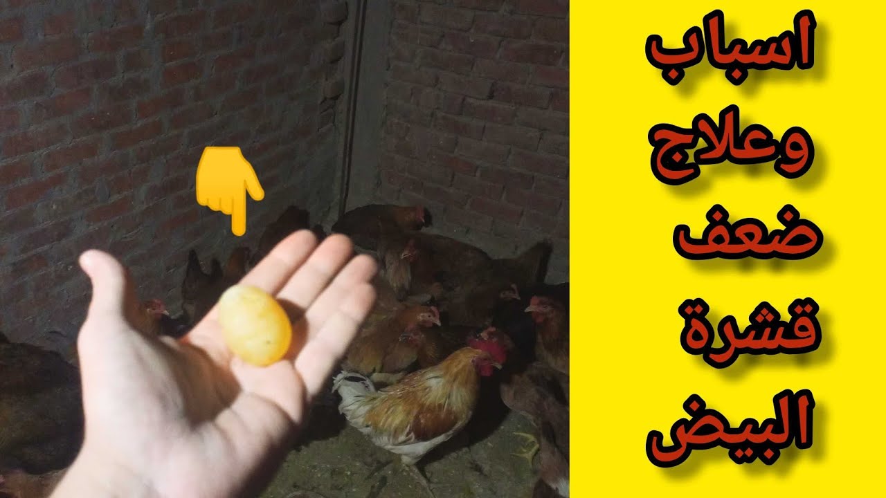 اسباب وعلاج ضعف قشرة البيض في الدجاج البياض وزيادة الانتاج (بيض بريشت) Weak eggshells in chickens