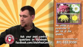 Pest Control Utah - Turn to Vern! - Hobo Spiders in Utah - (801) 613-PEST