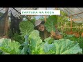 VERDURAS ENORMES - INFLUÊNCIA DA LUA NAS PLANTAS - SEGREDO DA FARTURA! FRAN ADORNO