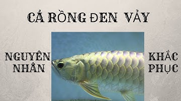 TÌNH TRẠNG VẢY CÁ RỒNG BỊ ĐEN KHÔNG SÁNG BÓNG TRỞ LẠI
