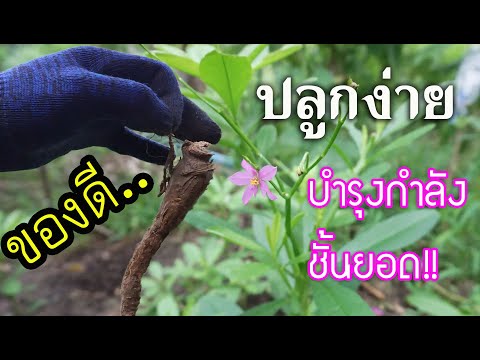 วีดีโอ: โสมใช้ในสวน - วิธีปลูกโสม