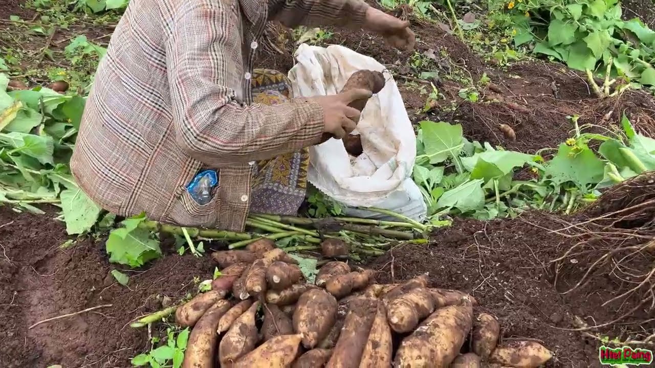 Yacon | ယာကွန်ဥ လက်လီ လက်ကား   မှာယူရန် Viber 09250844645Ph 09964554005.     