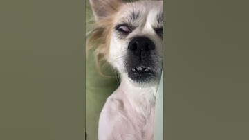 Thumbnail of น้องหมานอนกรน