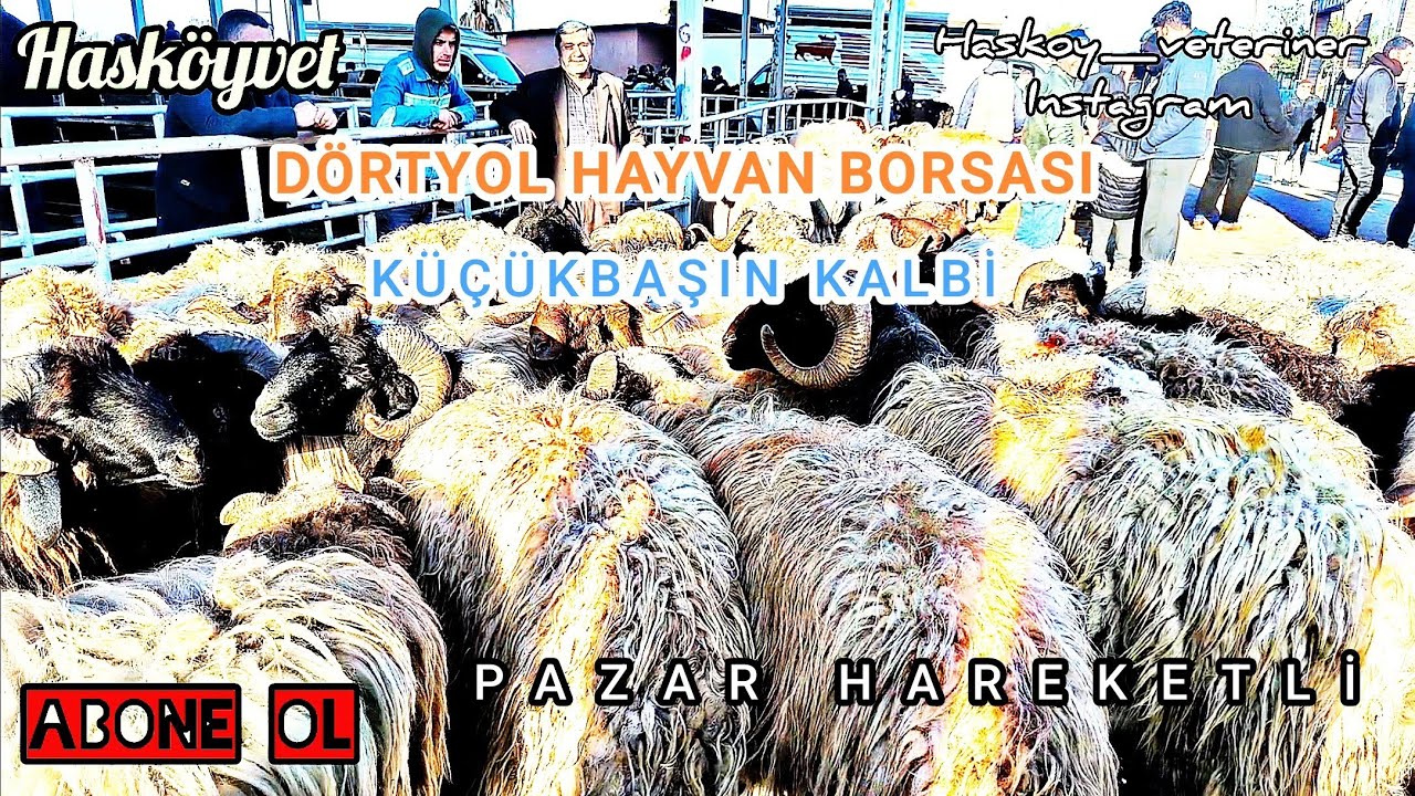 ~~~25.01.2025~~~ HATAY DÖRTYOL CANLI HAYVAN PAZARI İYİ SEYİRLER.~~~