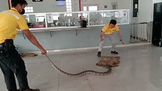 Cara Menangkap Ular Sanca || Training Menangkap Ular