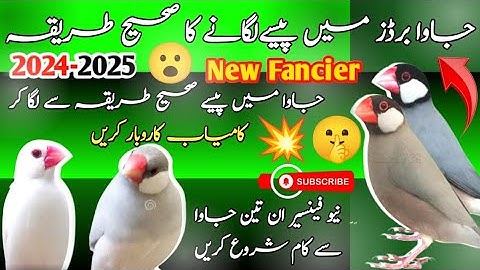 Java Finch New Fancier business idea | 3 Best Java Bird | نیو فینسیر ان تین جاوا سے کام شروع کریں