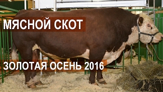 Мясной скот на Выставке Золотая осень 2016