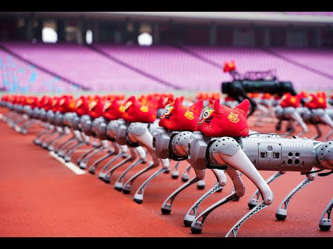 200 pieces: The world's largest quadruped robot cluster performance！