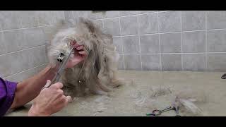How to groom a Havanese Dog Breed, long Scissor cut body, full grooming transformation