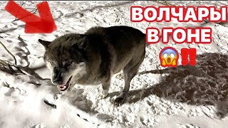 Злой и Красивый Черный ВОЛК ‼️Пол миллиона 🍋 зрителей на BCW 😱