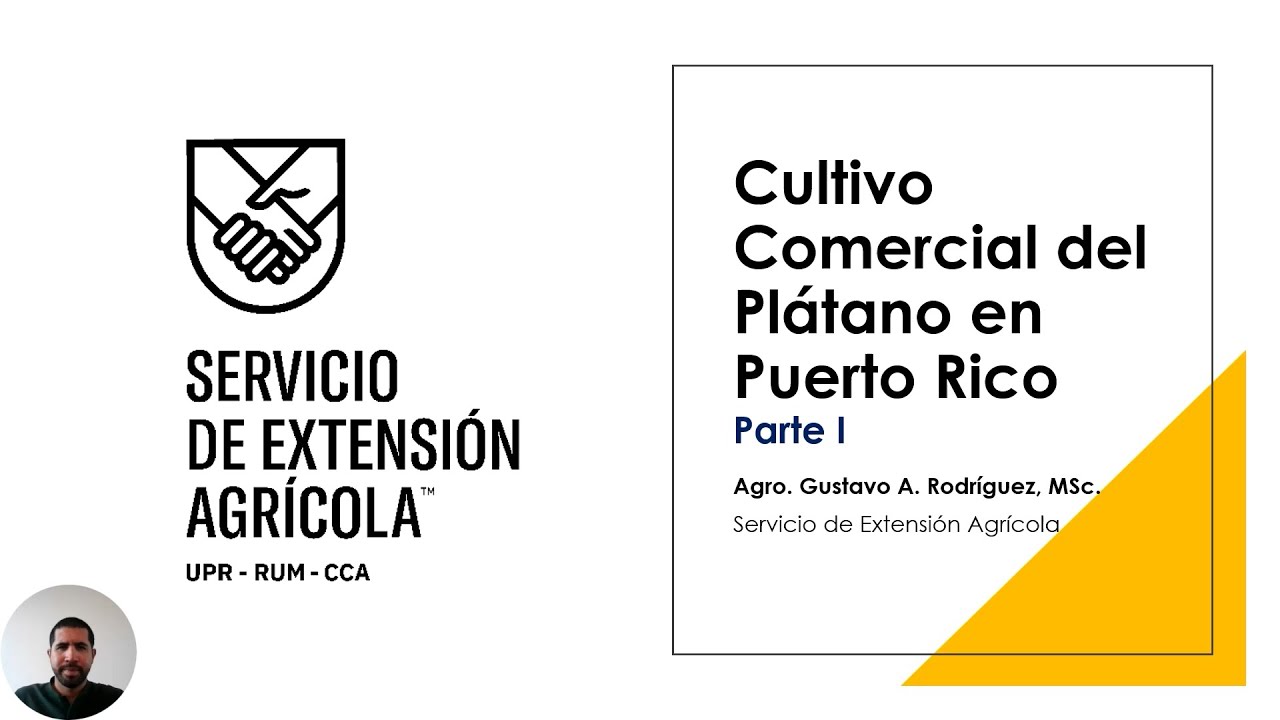 Cultivo Comercial del Plátano en Puerto Rico I