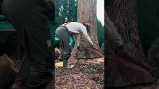 A Day in the Life of an American Logger #oddlysatisfying