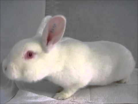 Video: Schwedischer Hase