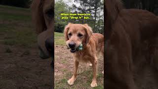 Which one would you rather play? #goldenretrieverlife #goldenretrievers #funnydogvideos