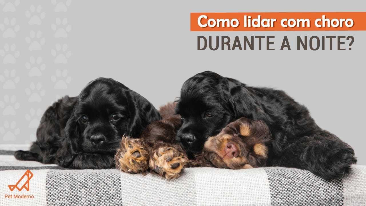 CACHORRO CHORANDO À NOITE: Como lidar com o choro noturno sem deixar o ...