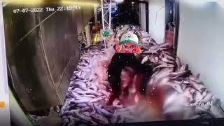 Glowflies in salmon run