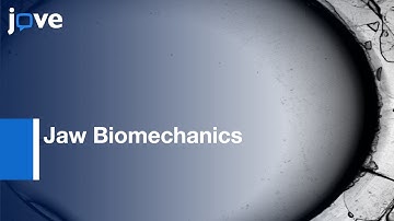 Jaw Biomechanics Investigation by Finite Element Models | Protocol Preview