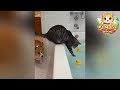 Kucing: Mengapa Mereka Berperilaku lucu bikin ketawa