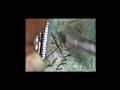 chandra mobiles solutions Live Stream