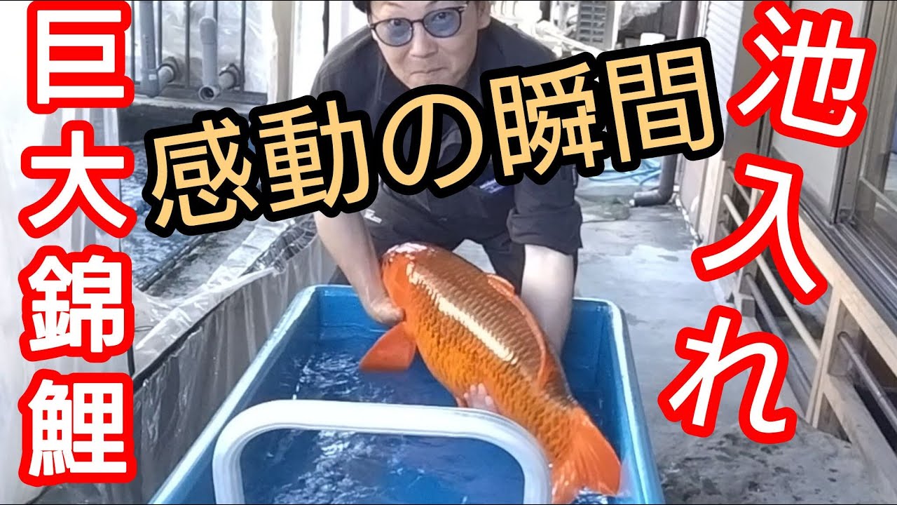 A moving moment] A giant Nishikigoi carp put into a pond