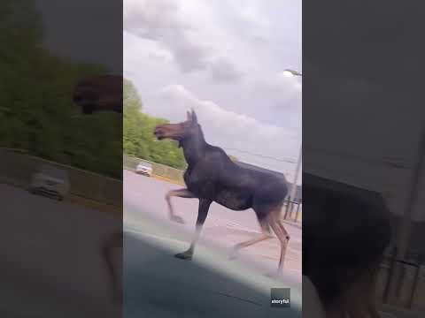 Two moose take to the streets for fun run on the town #Shorts