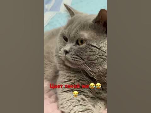 Котики и кошки!! Как у тебя дела?? - YouTube