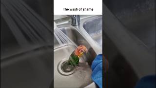 Download Lagu The wash of shame #memes #funny #funnyclips #tiktok #reels #shorts MP3 Download Lagu The wash of shame #memes #funny #funnyclips #tiktok #reels #shorts MP3