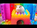 Hamster in Awesome Castle Maze