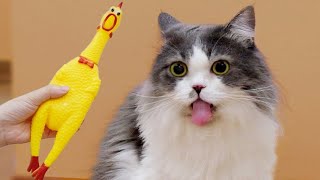 Cat Vs Shrilling Chicken 😂😂🤣🤣 #funny #cat #trynottolaugh