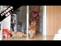 恐竜が部屋に乱入してきた時の愛犬と愛猫の反応が面白いw