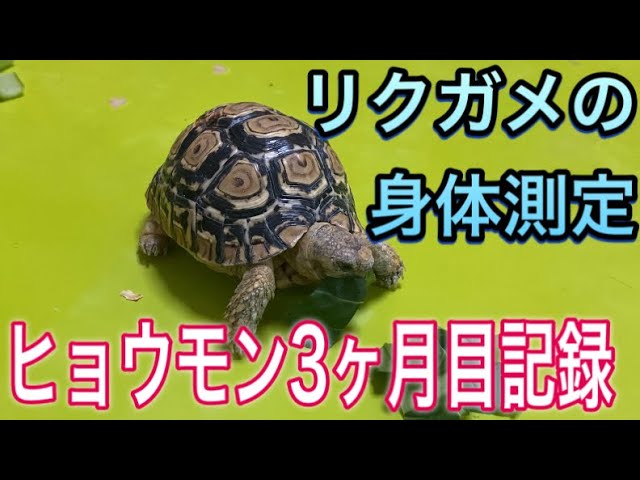 Tortoise physical measurements (record of a leopard tortoise baby